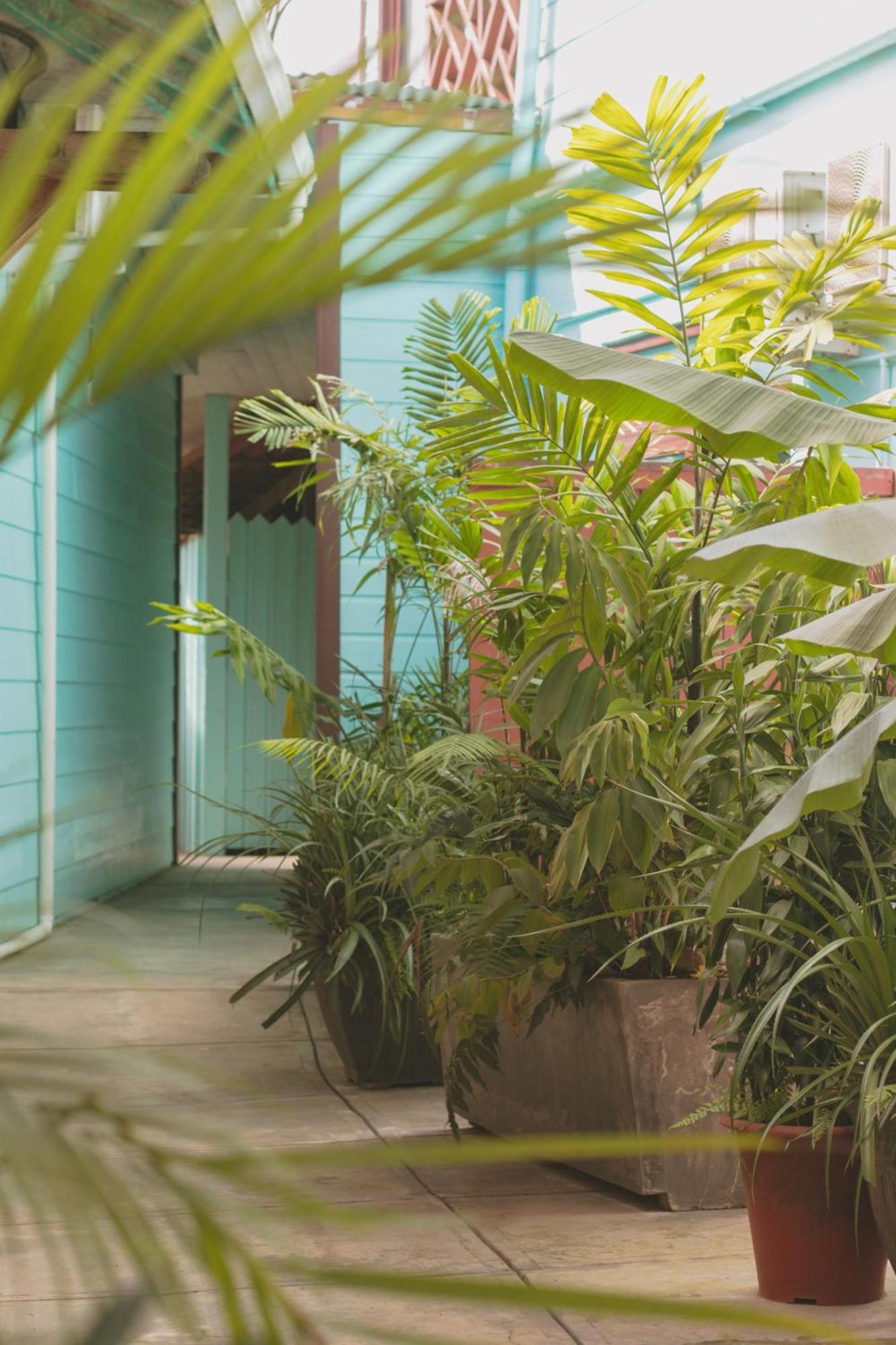 Palma Royale Hotel Bocas Town